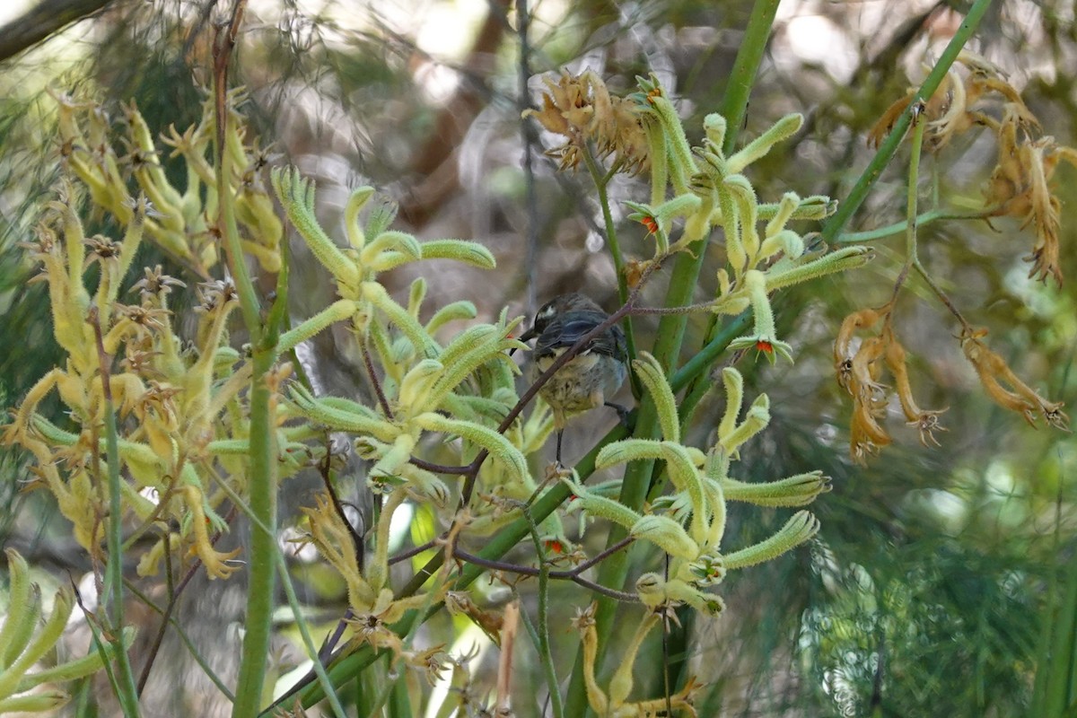 Western Spinebill - ML635292911