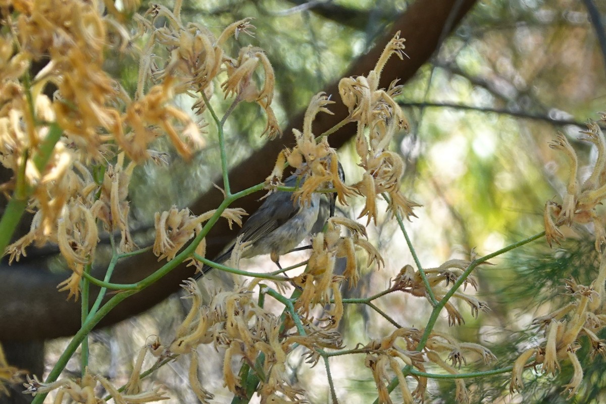 Western Spinebill - ML635292914