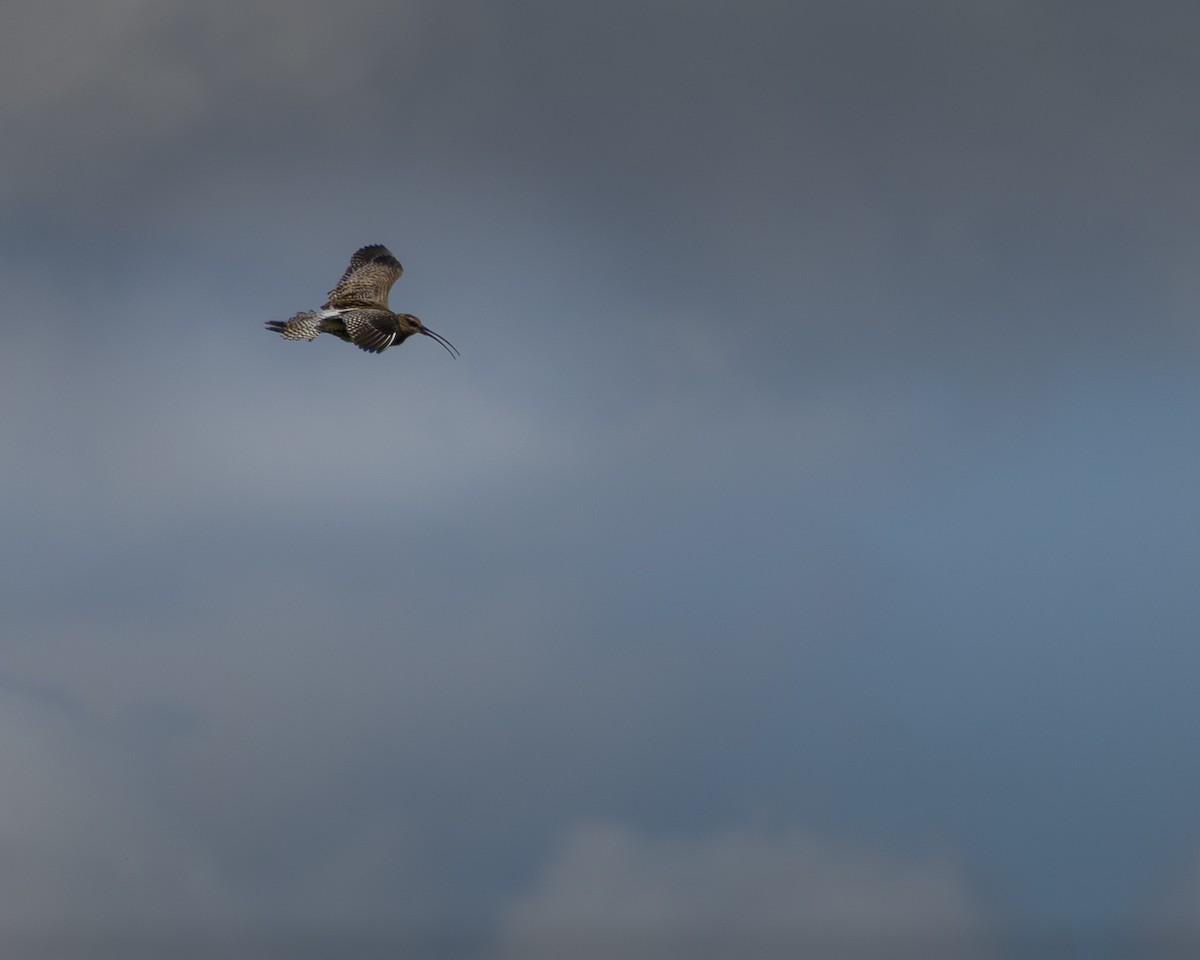 Kervançulluğu - ML635292915