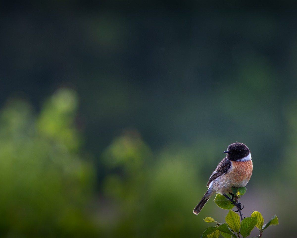 Taşkuşu - ML635292931