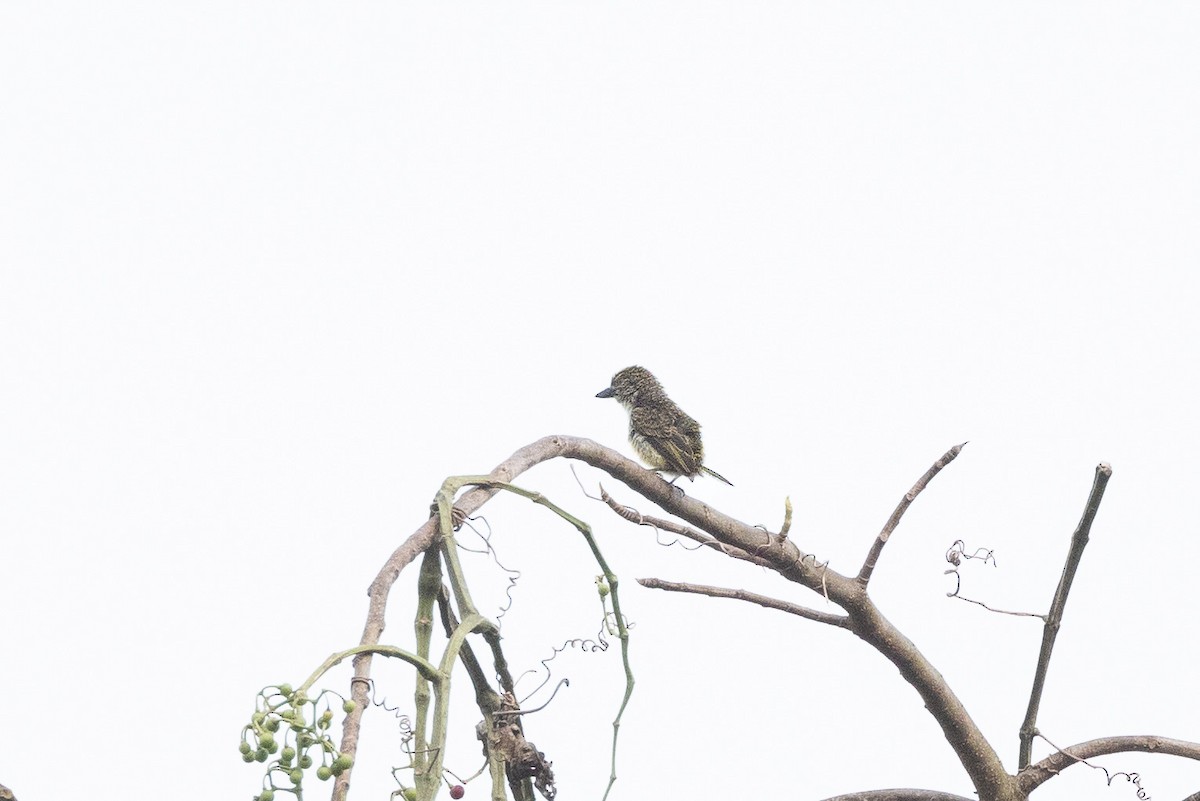 Speckled Tinkerbird - ML635292962