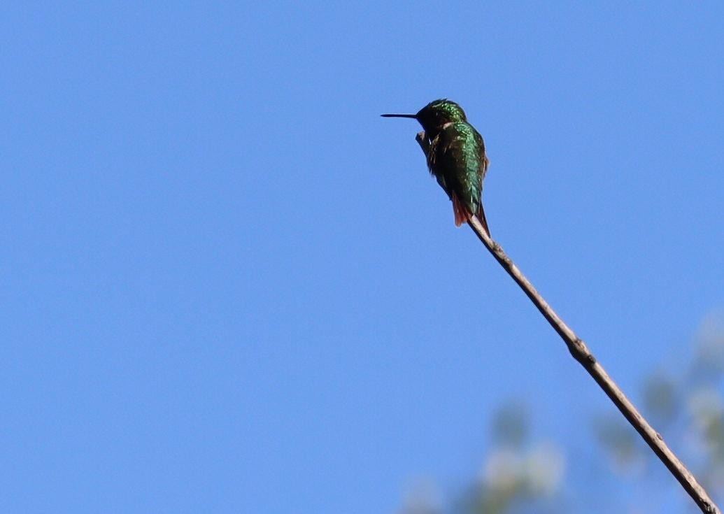 Colibri à gorge rubis - ML635292965