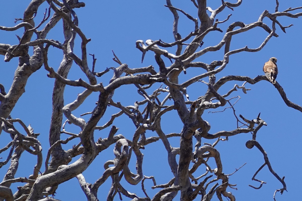 Nankeen Kestrel - ML635292966