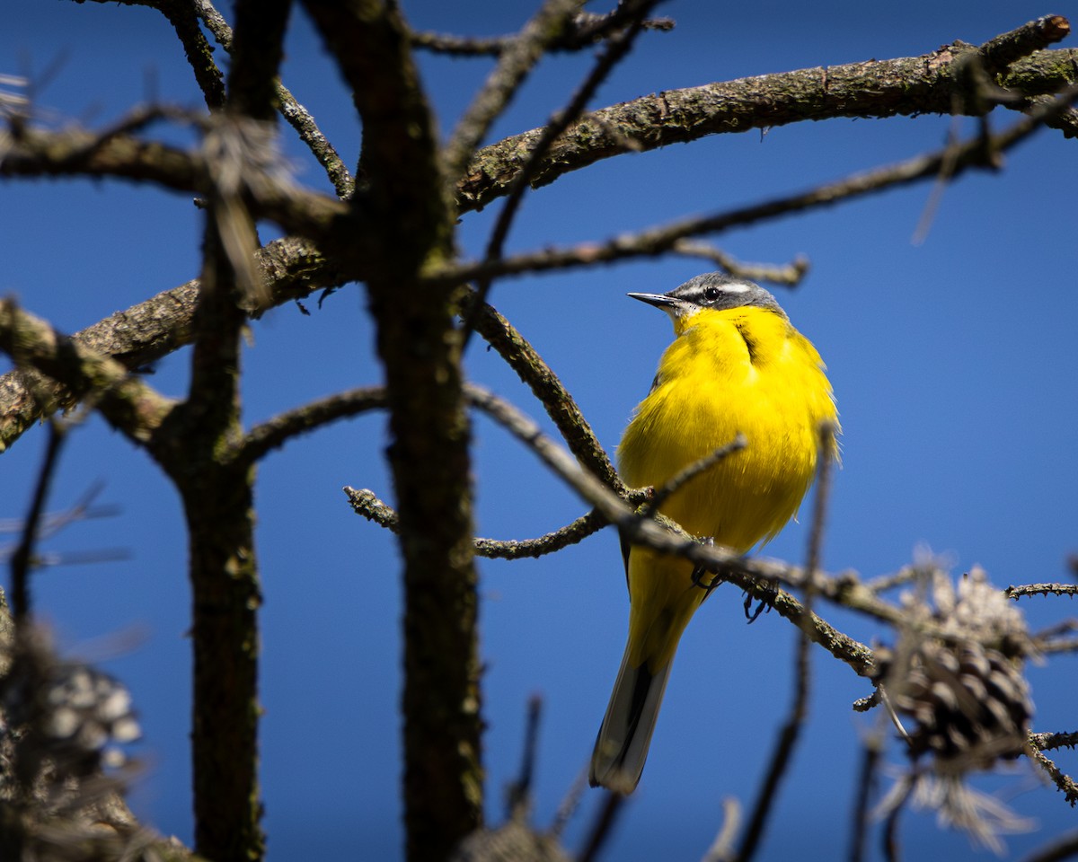 Sarı Kuyruksallayan - ML635292975