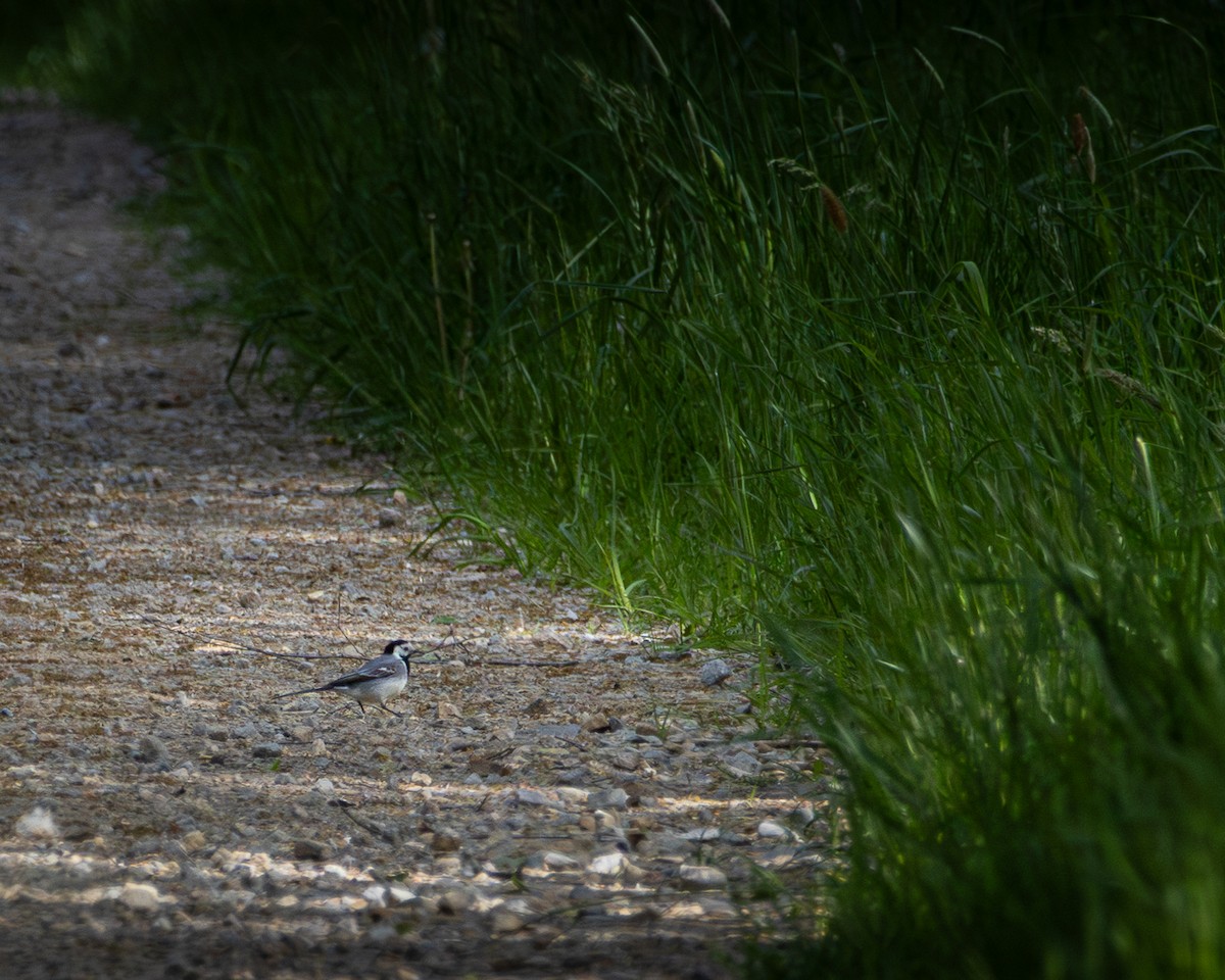 Ak Kuyruksallayan - ML635292979