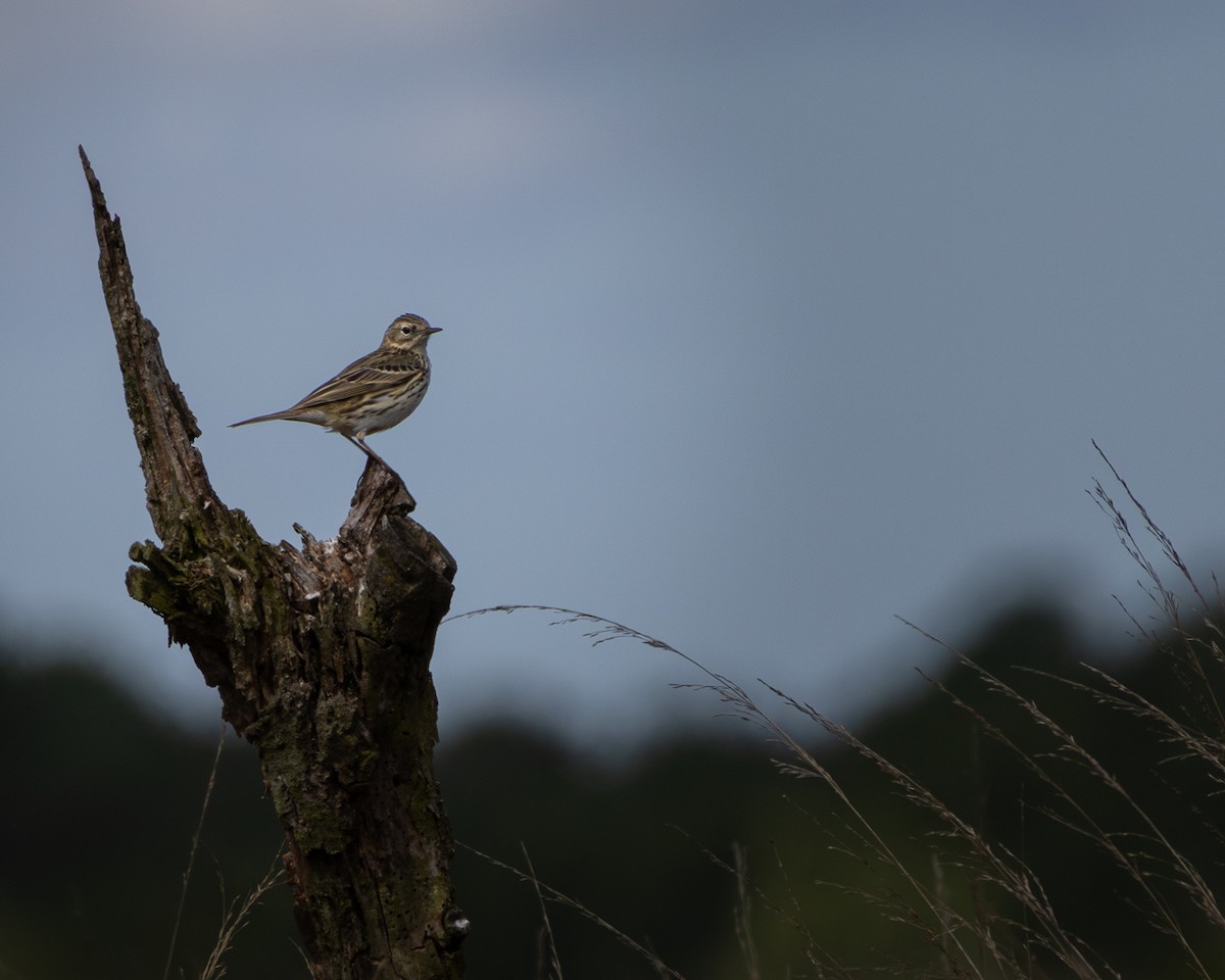Çayır İncirkuşu - ML635292983