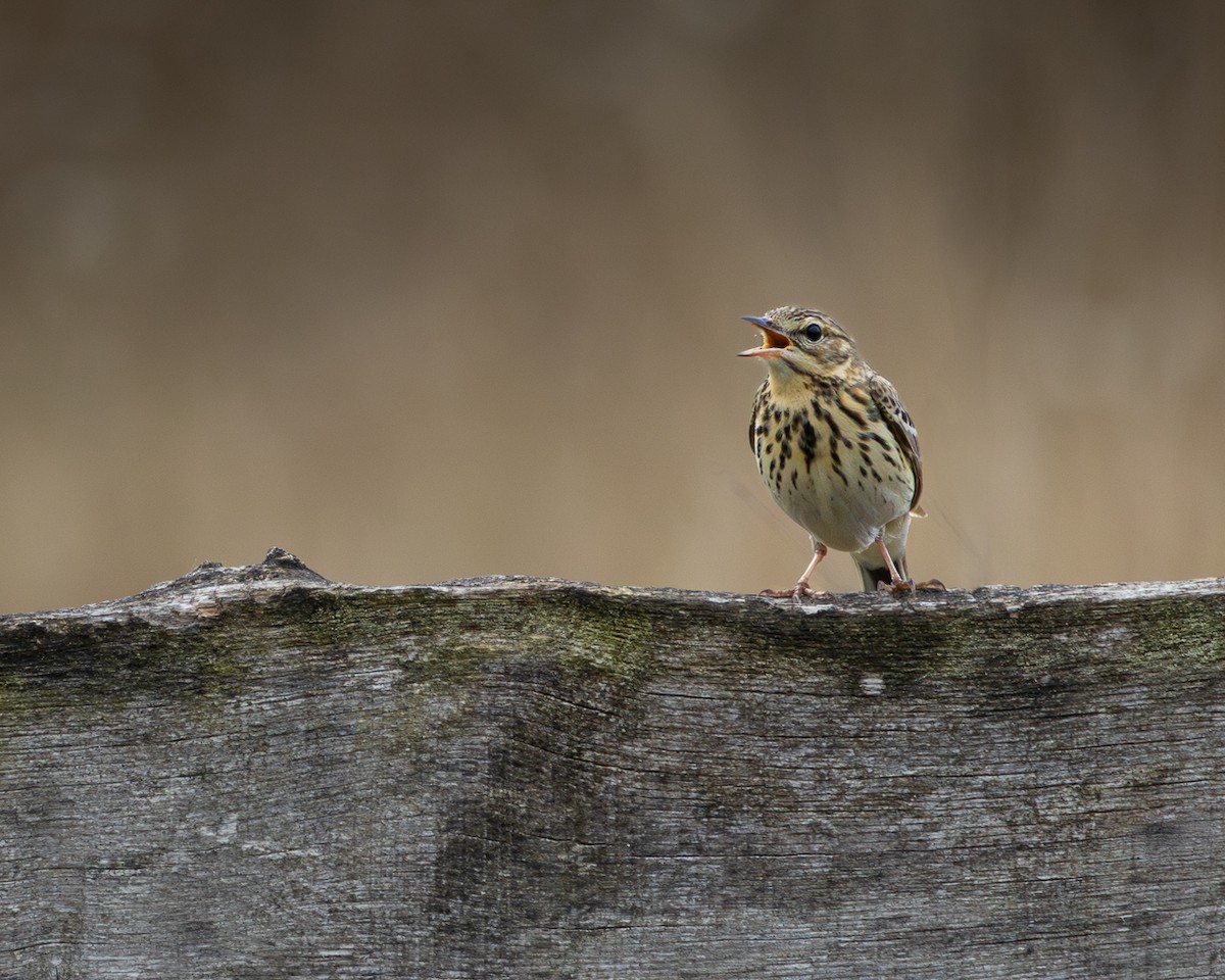 Ağaç İncirkuşu - ML635292988