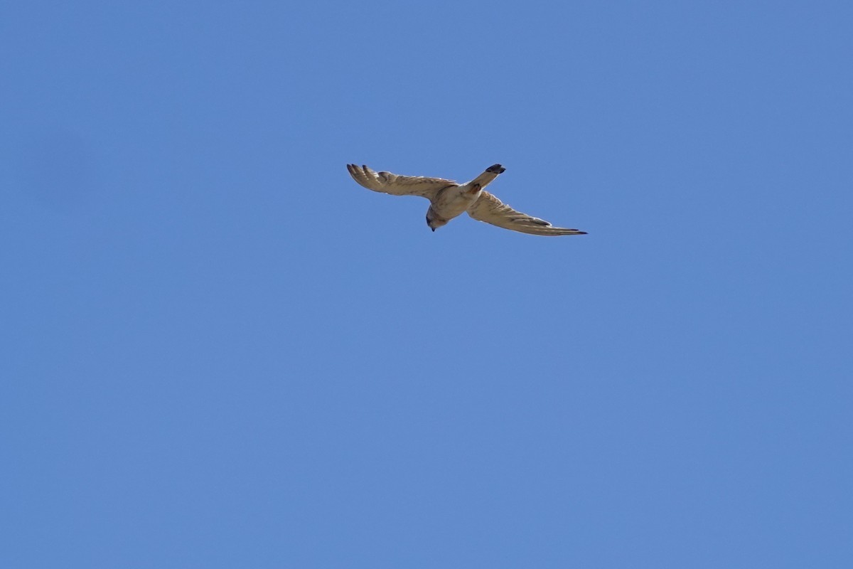 Nankeen Kestrel - ML635292990