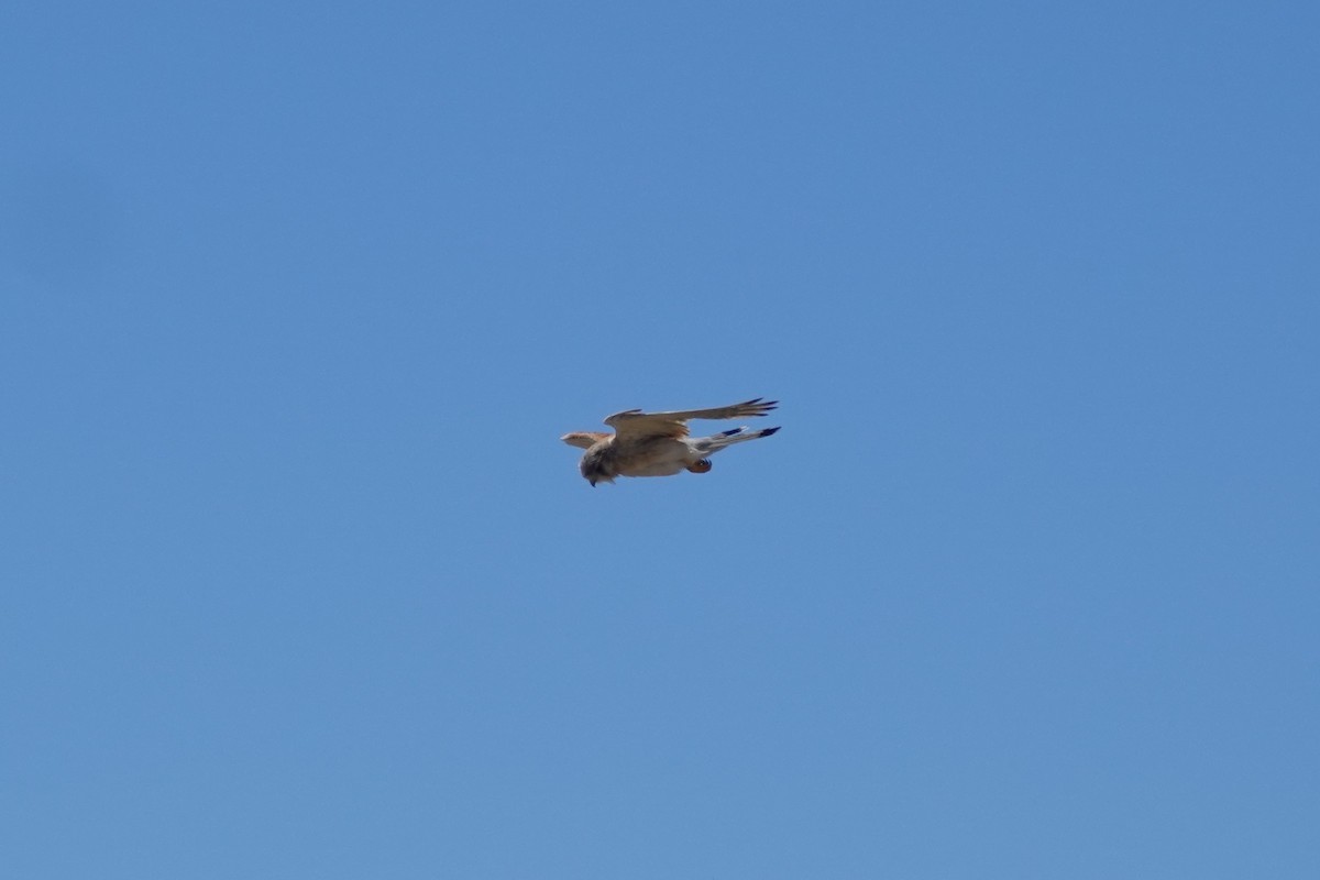 Nankeen Kestrel - ML635292991