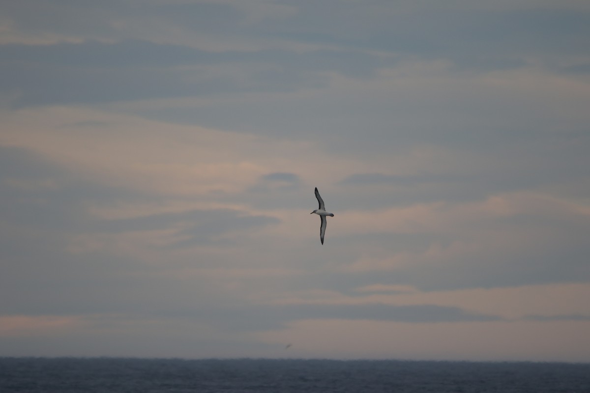 Buller's Albatross - ML635292992