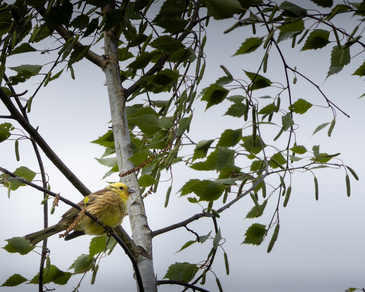 Sarı Çinte - ML635292997