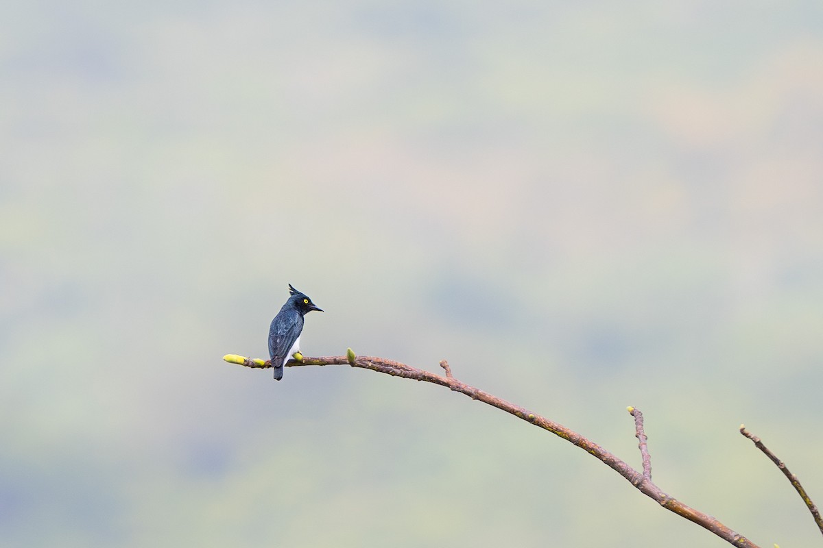 Black-and-white Shrike-flycatcher - ML635293038