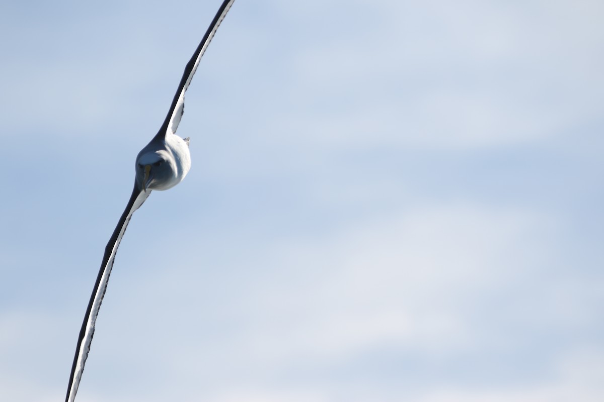 Buller's Albatross - ML635293039