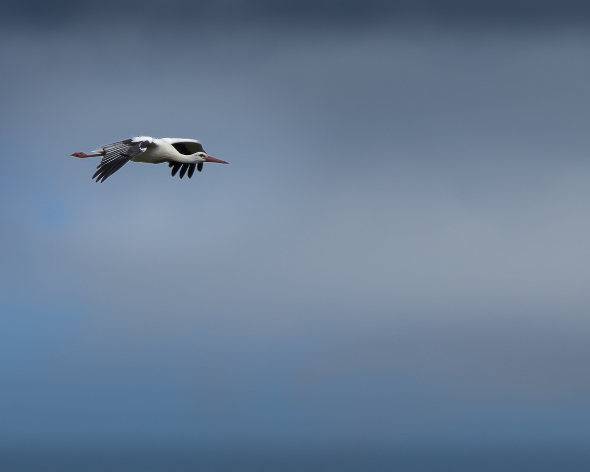 Leylek - ML635293040