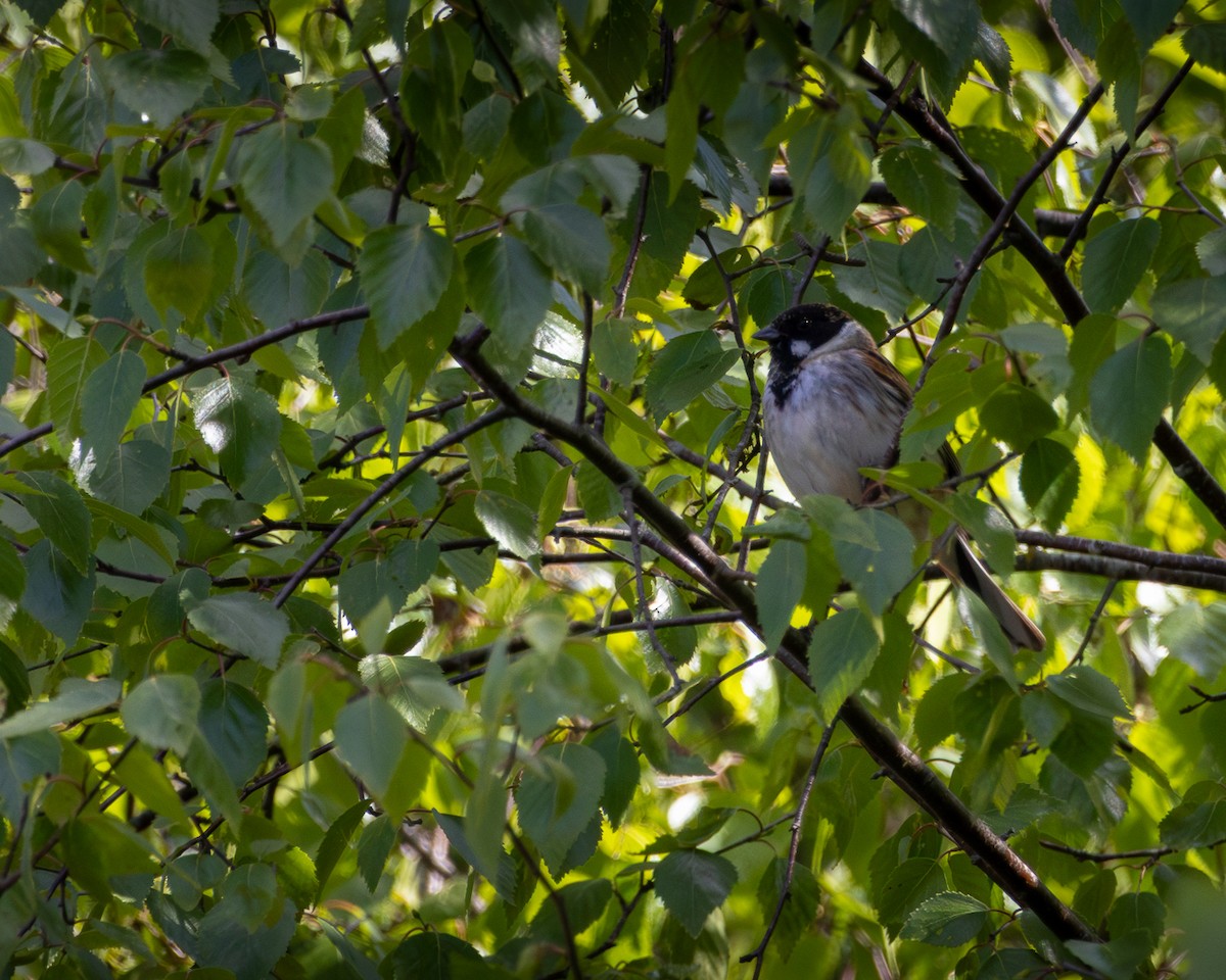 Bataklık Çintesi - ML635293083