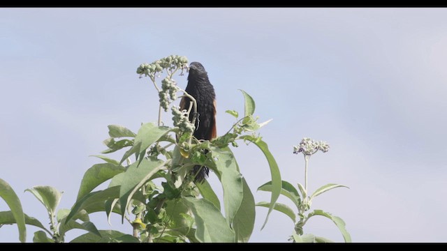 Black Coucal - ML635293093