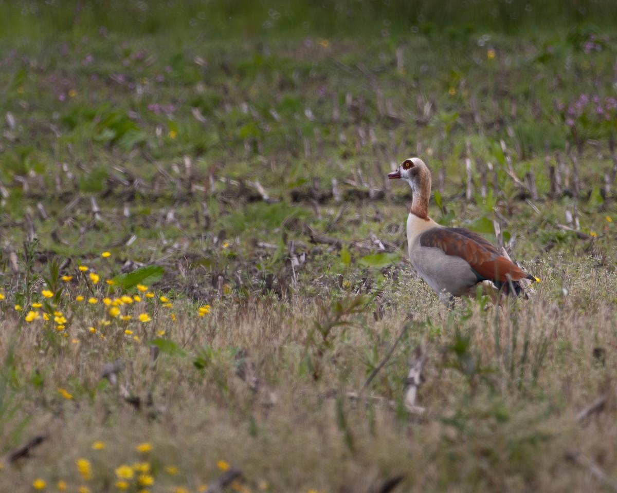 Nil Kazı - ML635293108