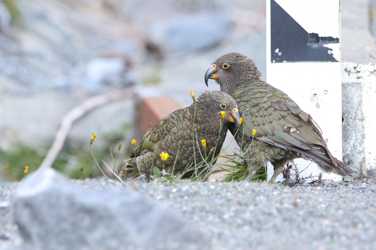 Kea - ML635293158