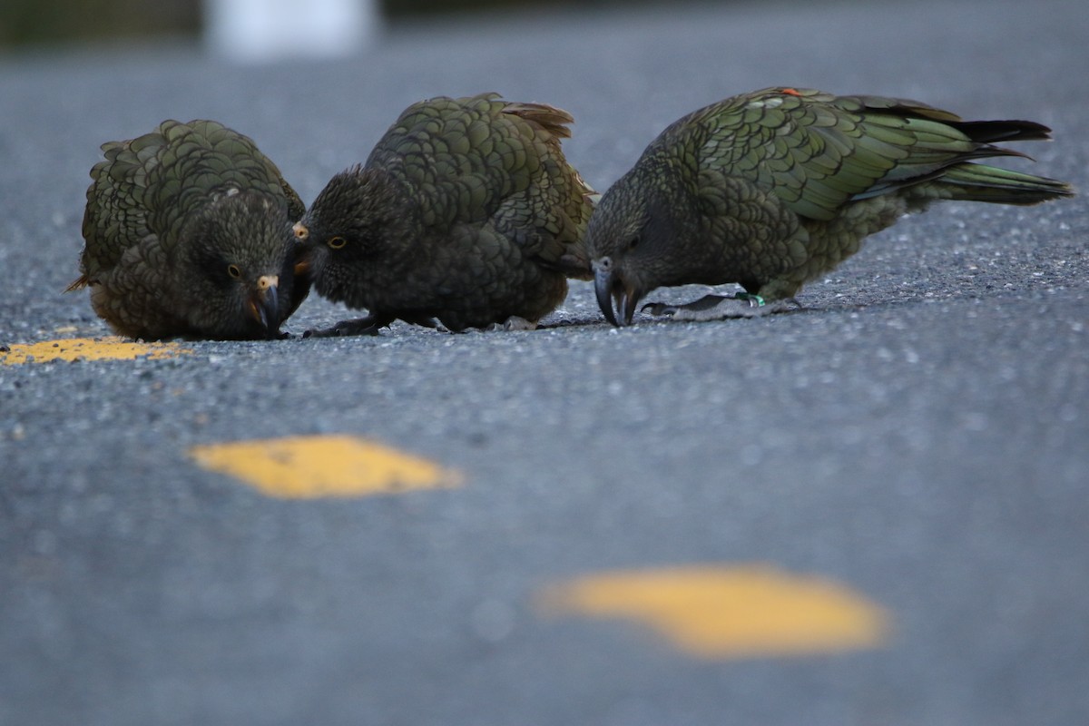 Kea - ML635293159