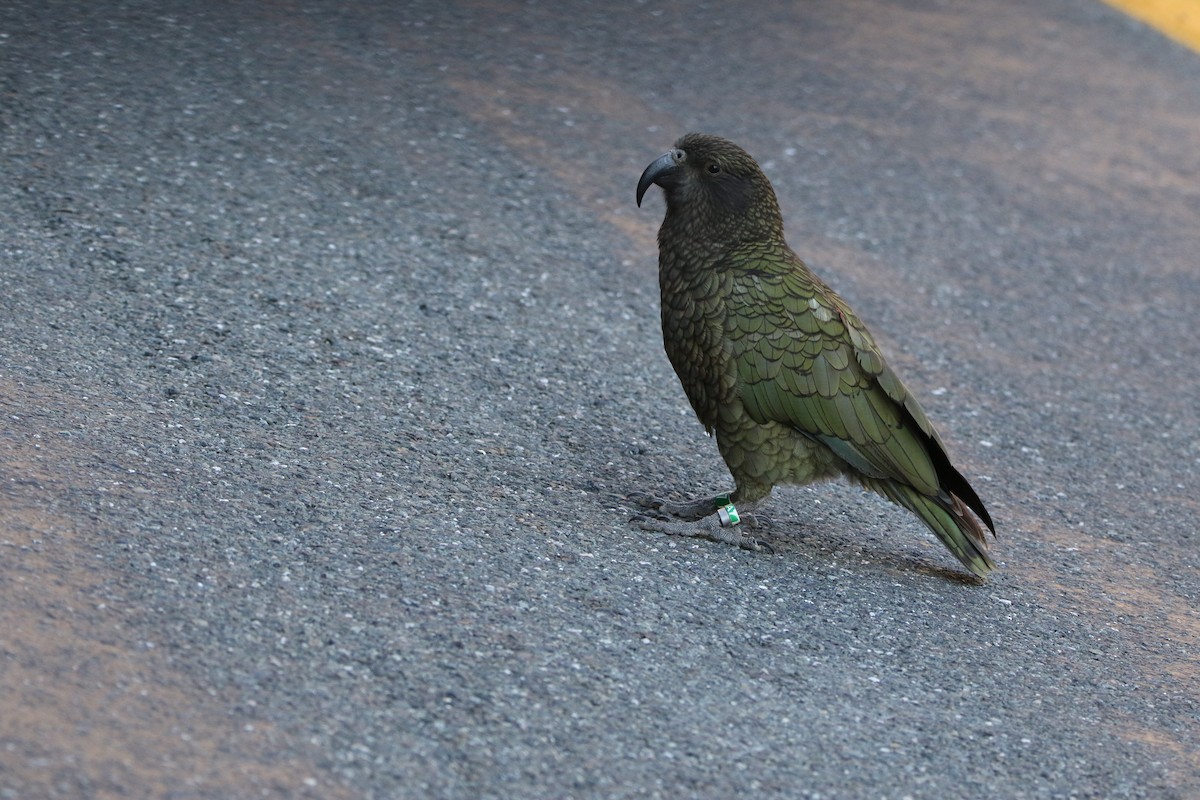 Kea - ML635293160
