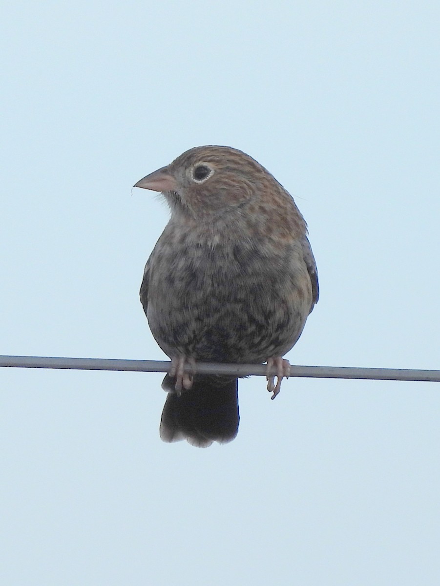 Carbonated Sierra Finch - ML635293232