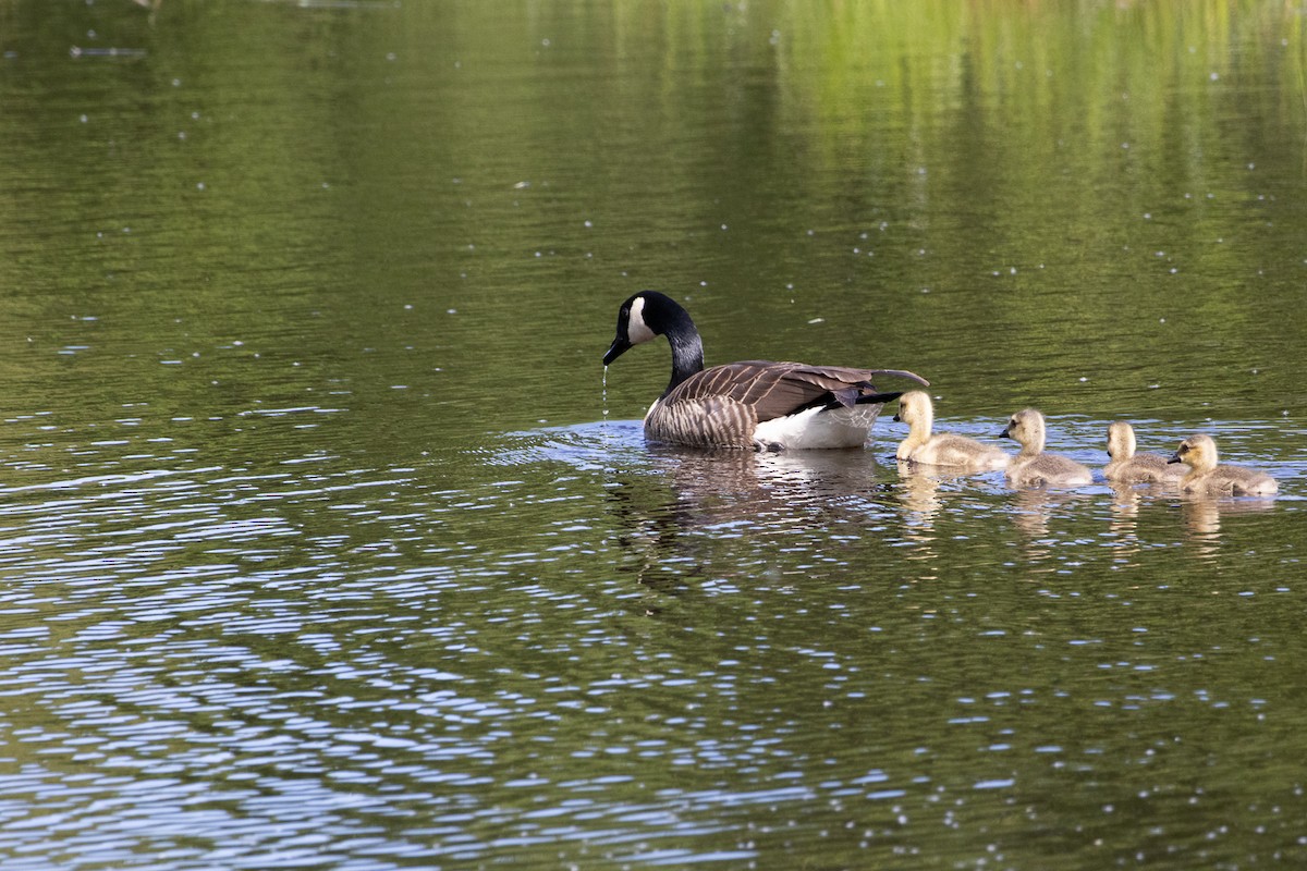 Kanada Kazı - ML635293240