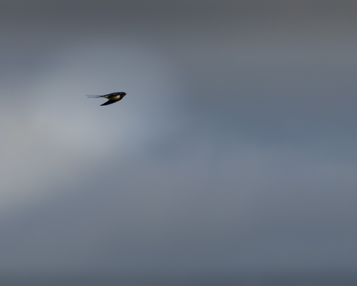 Kır Kırlangıcı - ML635293251