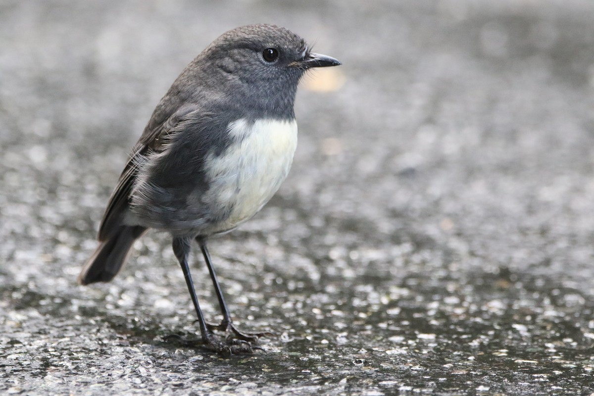 South Island Robin - ML635293254
