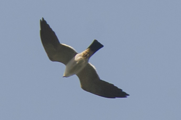 Mississippibussard - ML635293262