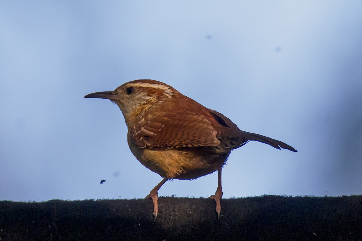 Carolinazaunkönig - ML635293274