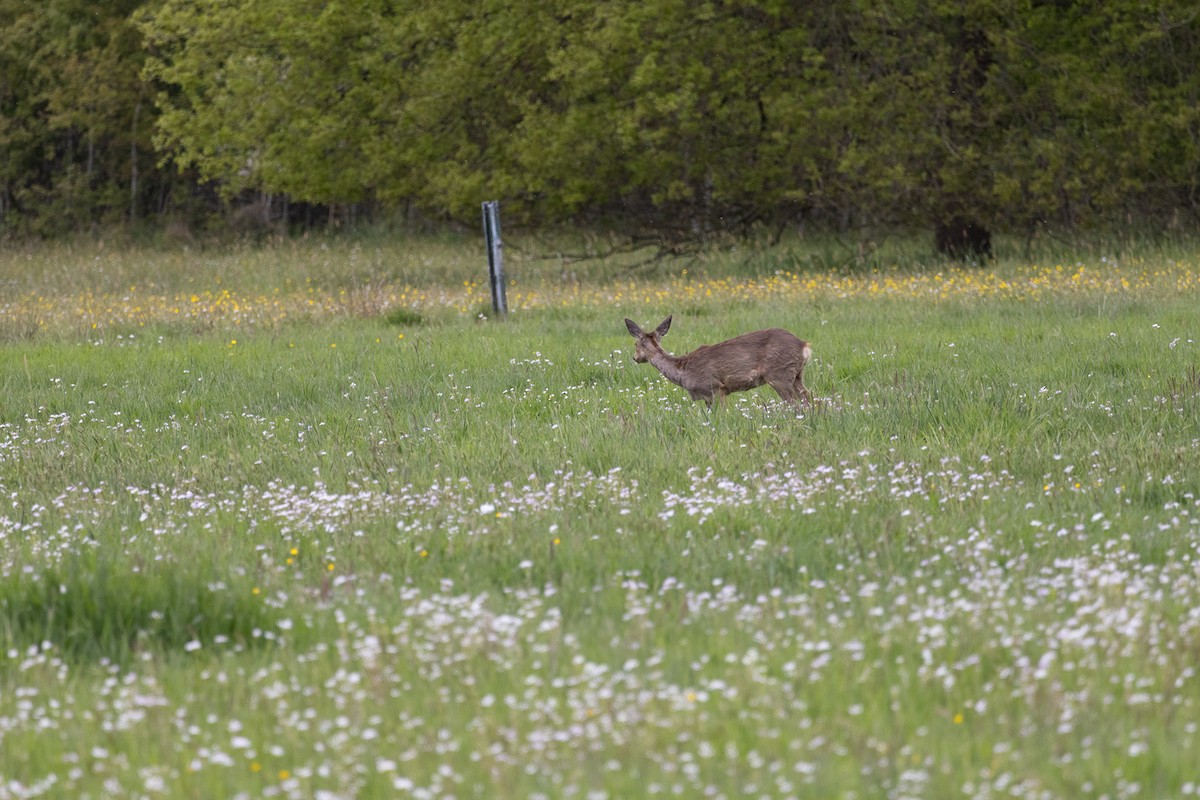 Geyikgiller - ML635293290