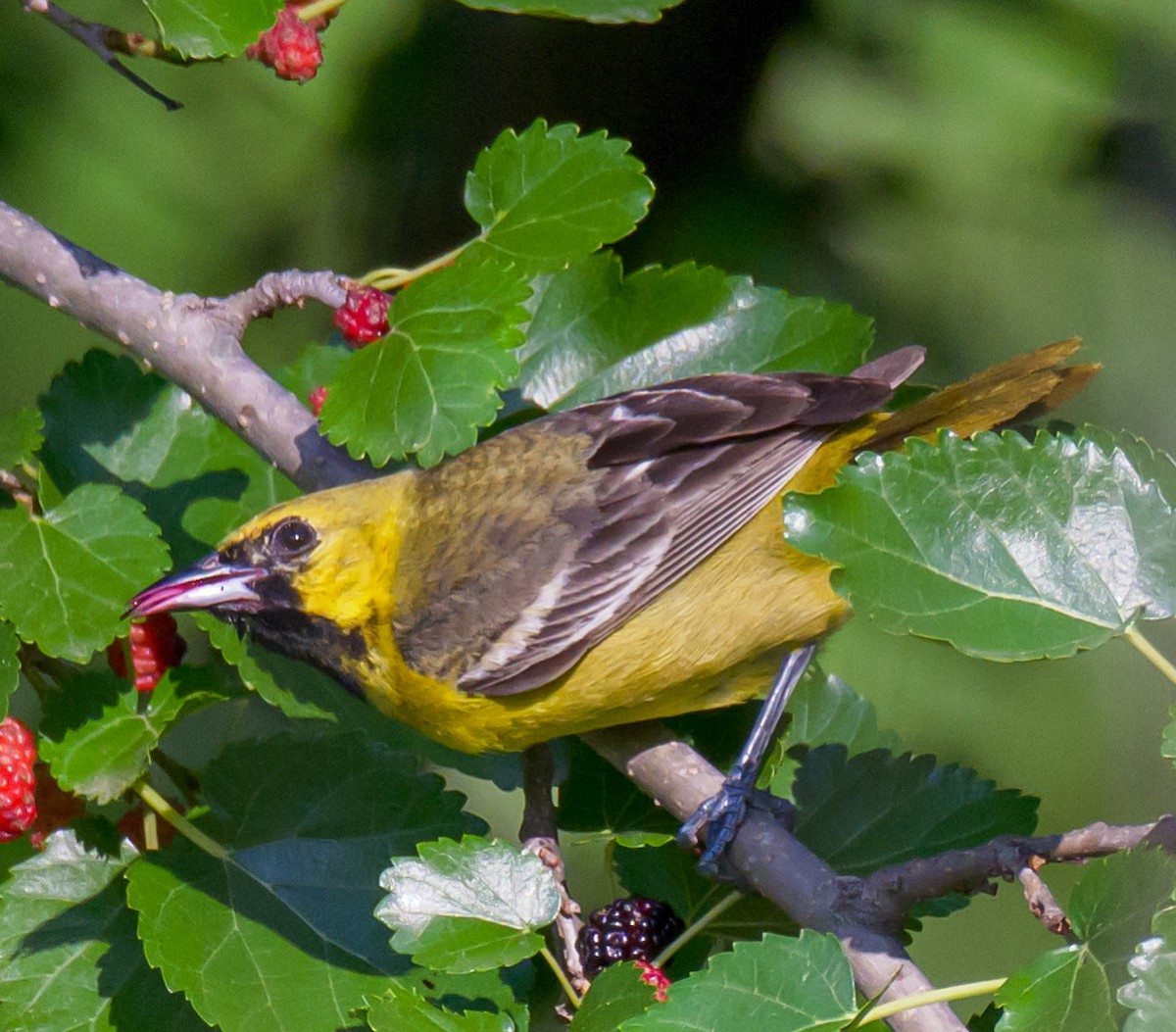 Gartentrupial - ML635293294