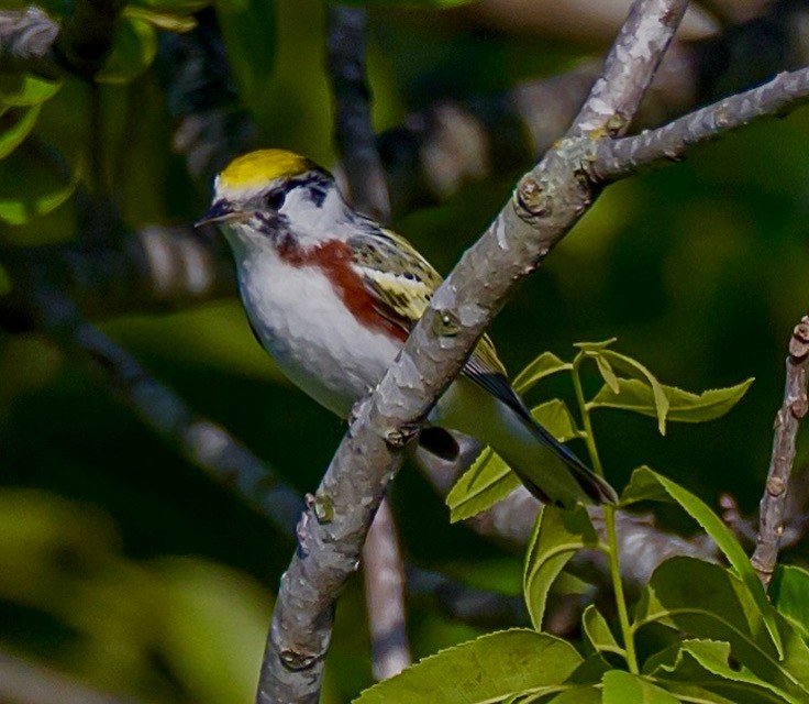 Gelbscheitel-Waldsänger - ML635293302