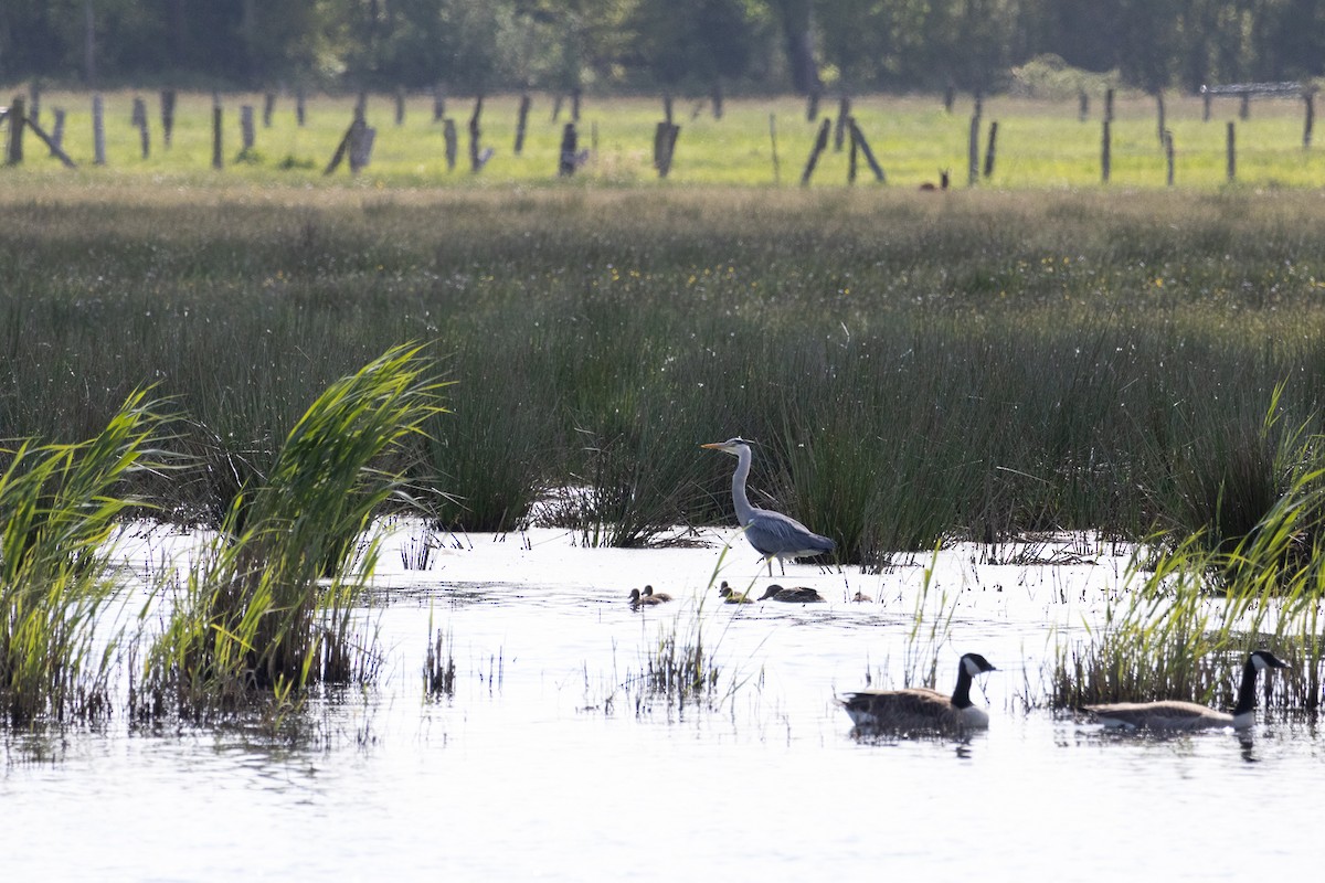 Gri Balıkçıl - ML635293304