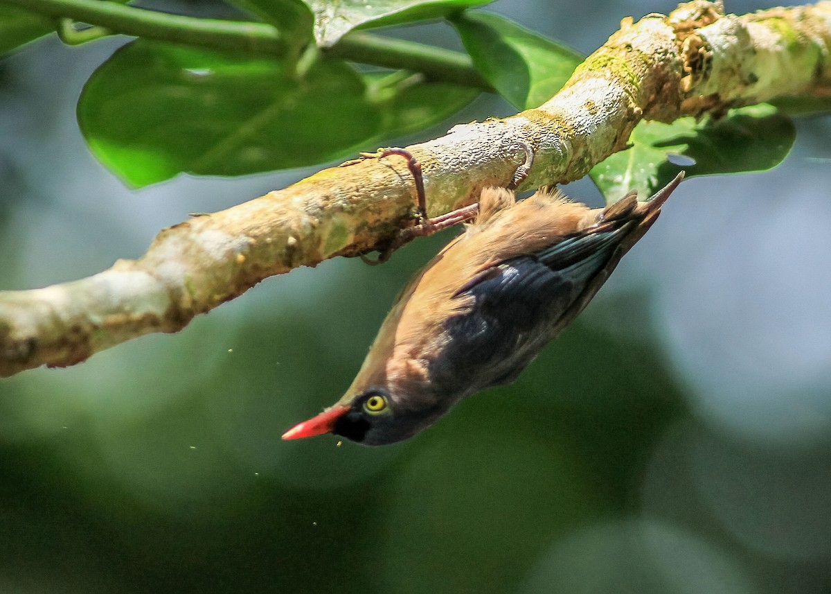 Velvet-fronted Nuthatch - ML635293311