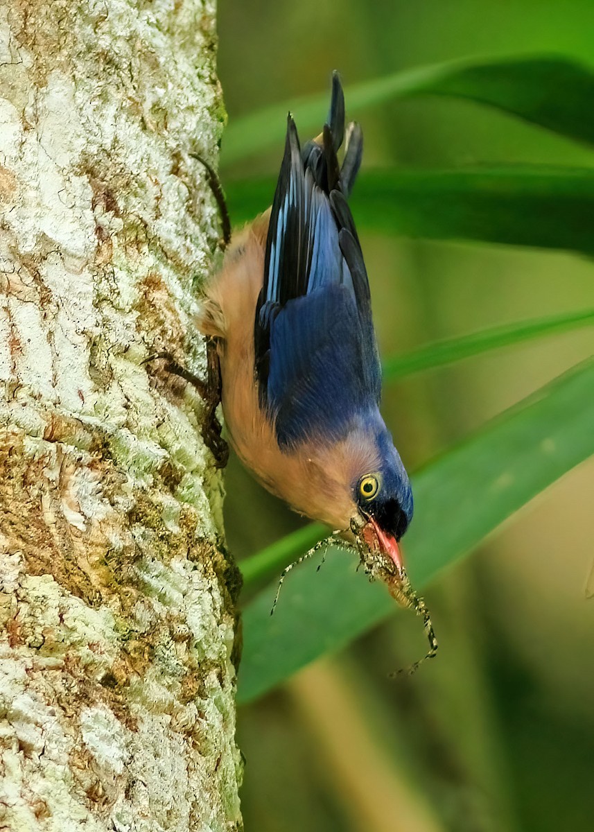 Velvet-fronted Nuthatch - ML635293312