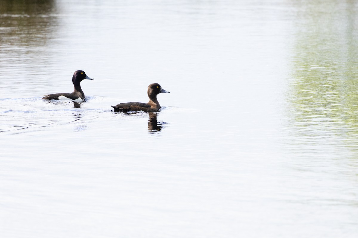 Tepeli Patka - ML635293340