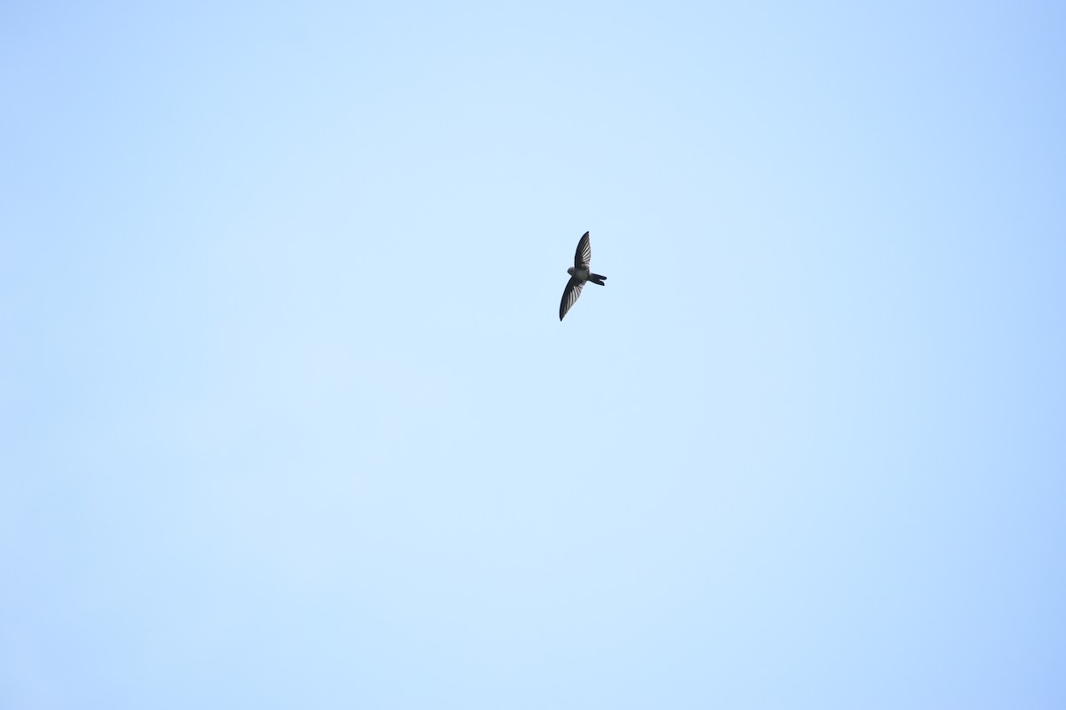 Cave Swiftlet - ML635293366
