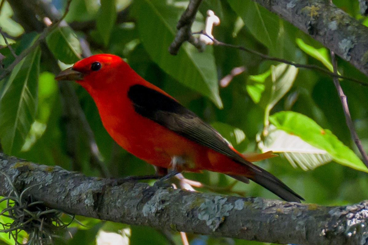 Scharlachkardinal - ML635293377