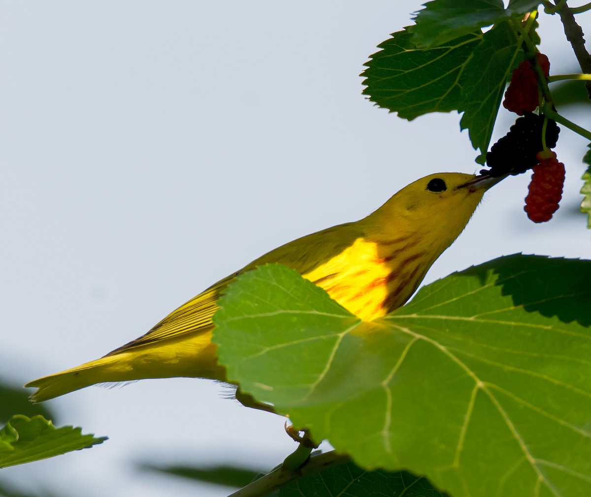 Goldwaldsänger - ML635293392