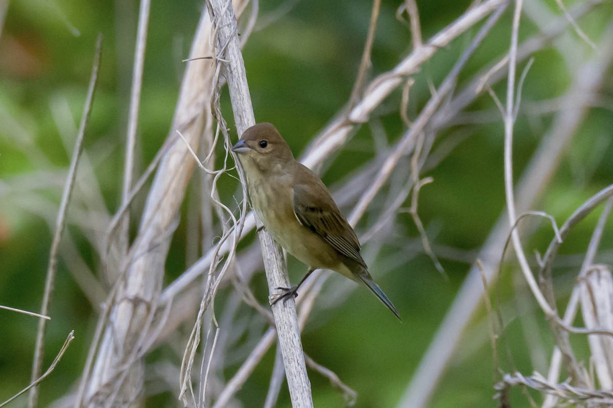 Indigofink - ML635293401