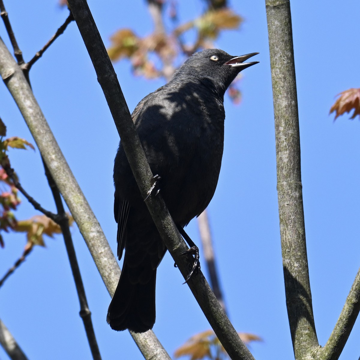 kanadatrupial - ML635293455