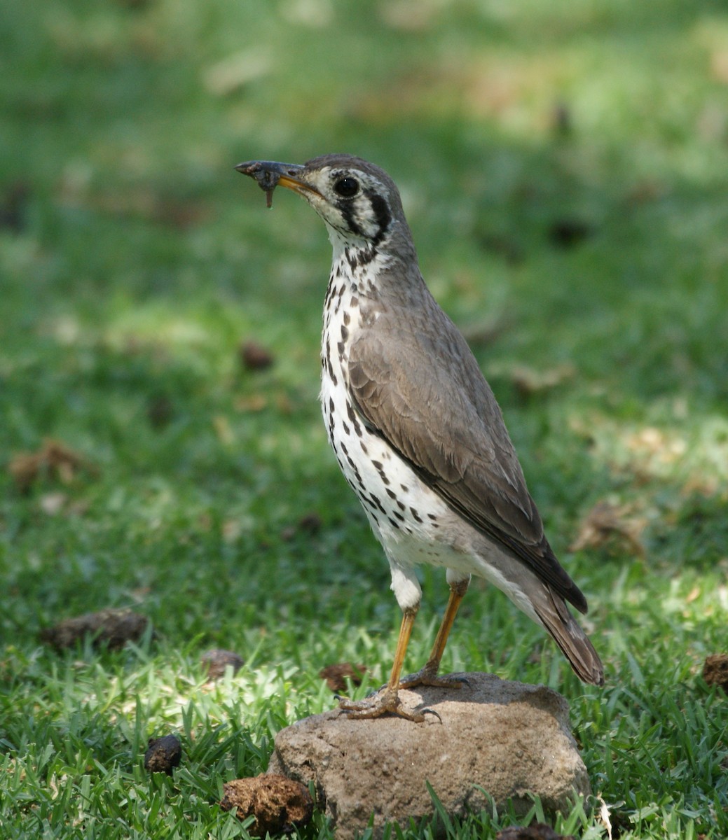 Groundscraper Thrush - ML635293524