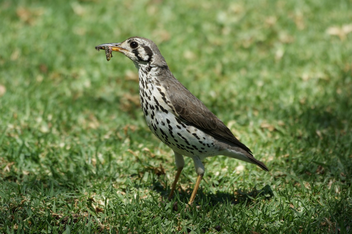 Groundscraper Thrush - ML635293525