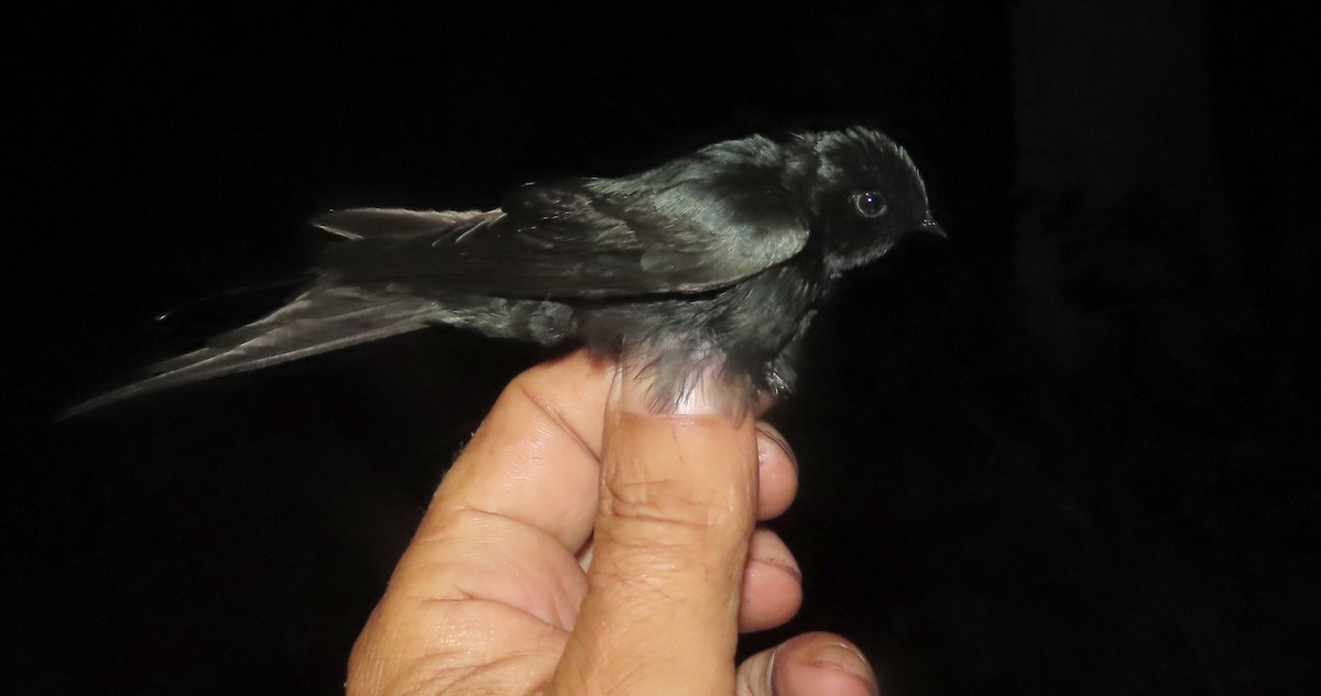 Fanti Sawwing - ML635293529