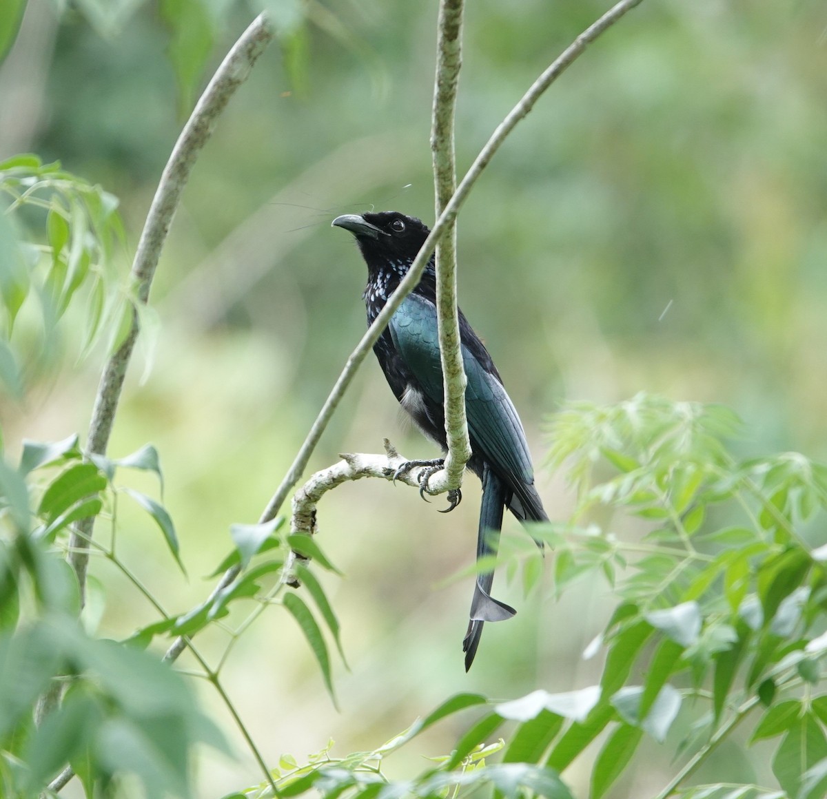 Hair-crested Drongo - ML635293532