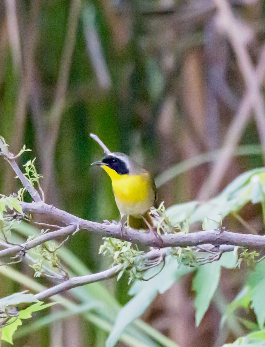 Weidengelbkehlchen - ML635293536