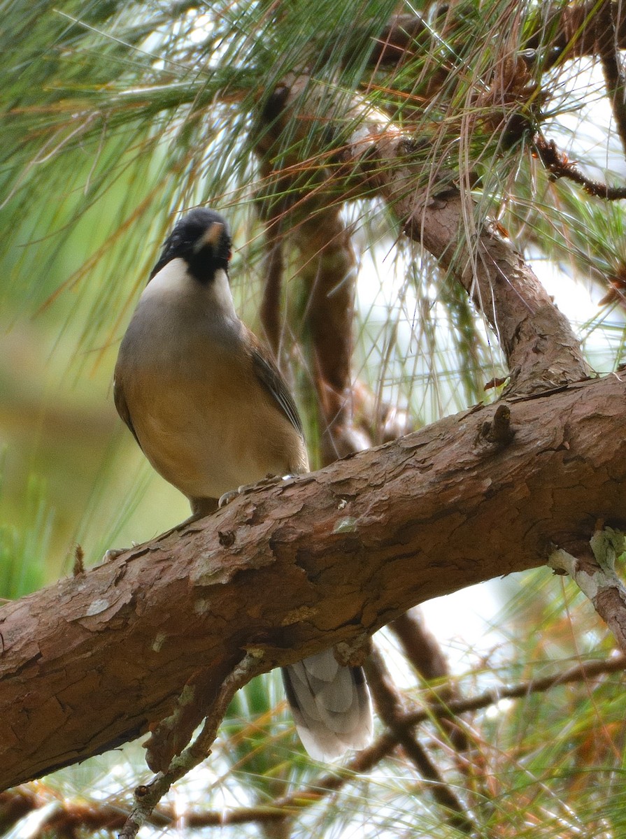 White-cheeked Laughingthrush - ML635293541