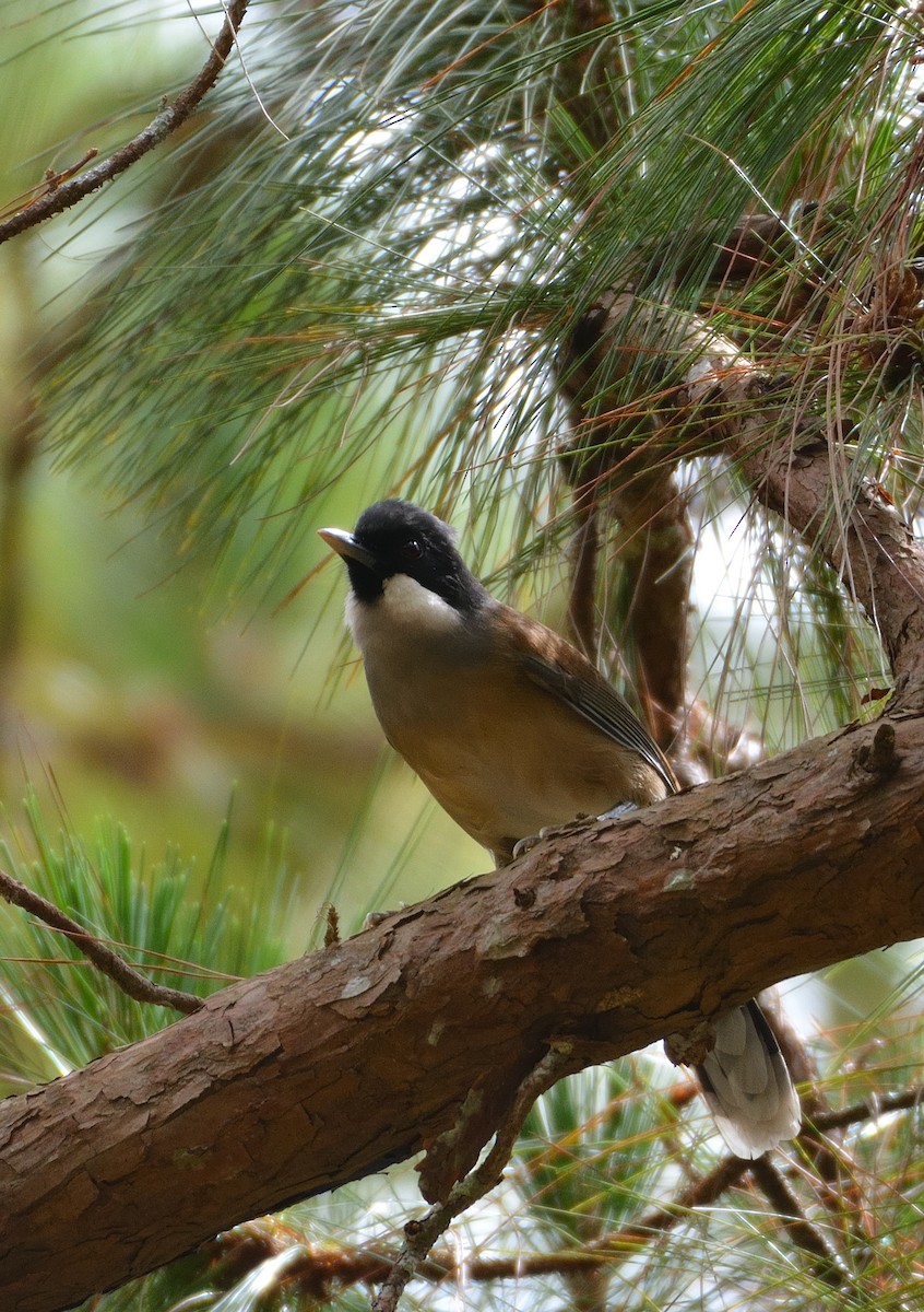 White-cheeked Laughingthrush - ML635293542
