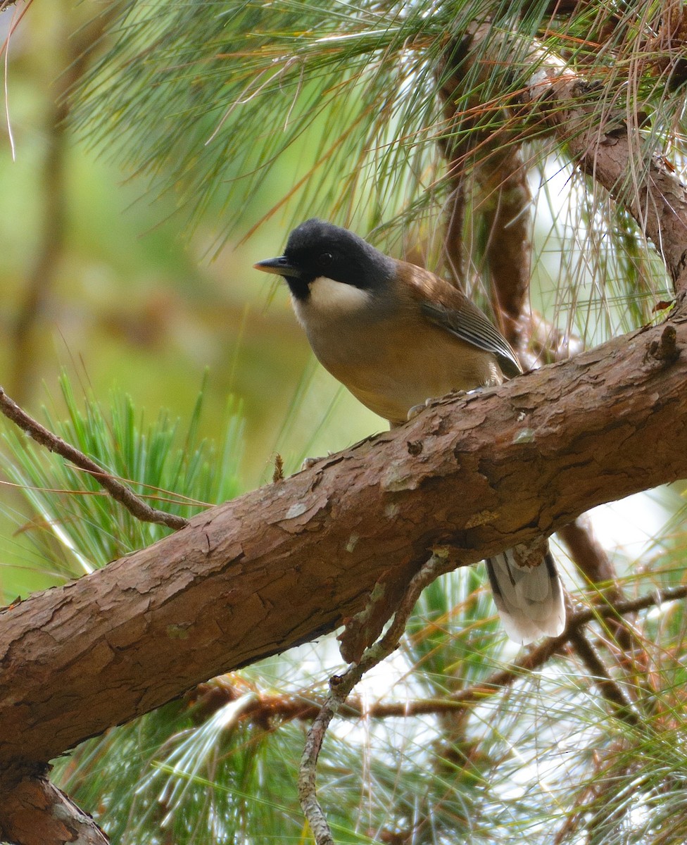 White-cheeked Laughingthrush - ML635293543